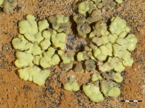 [Pleopsidium flavum]